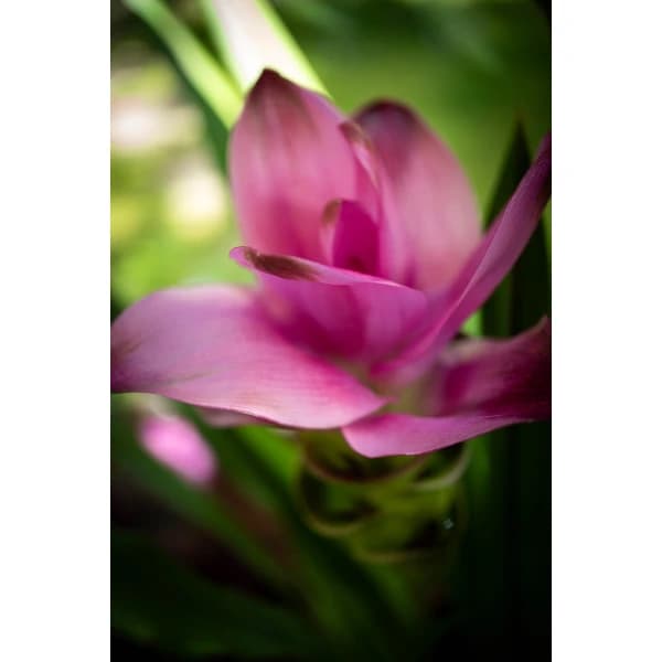 Sports Research Turmeric Curcumin with BioPerine